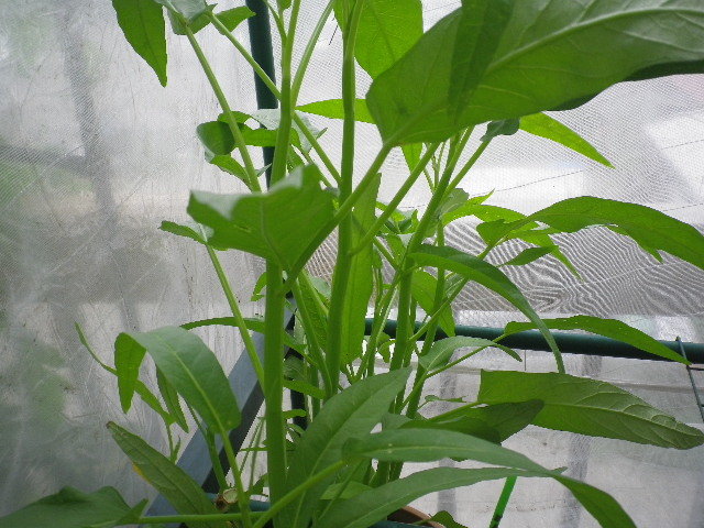 クウシンサイの収穫 スリップス駆除 牛乳スプレー散布 Hybrid Force