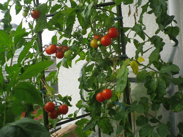 もうすぐ終了のミニトマト レジナ 実割れの多いリトルサマーキッス Hybrid Force