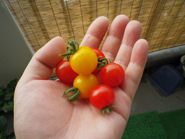 レジナ ﾐﾆﾄﾏﾄ