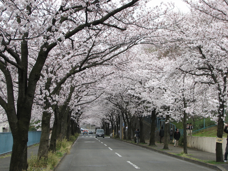 生田スタジオ近くの桜坂 Mksのちょっとそこまで