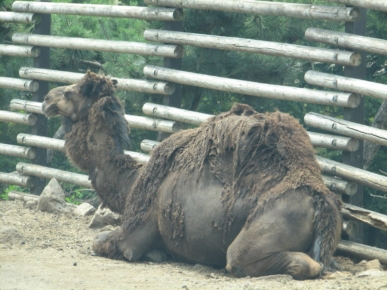 ラクダ 鹿 ヒョウ Mksのちょっとそこまで