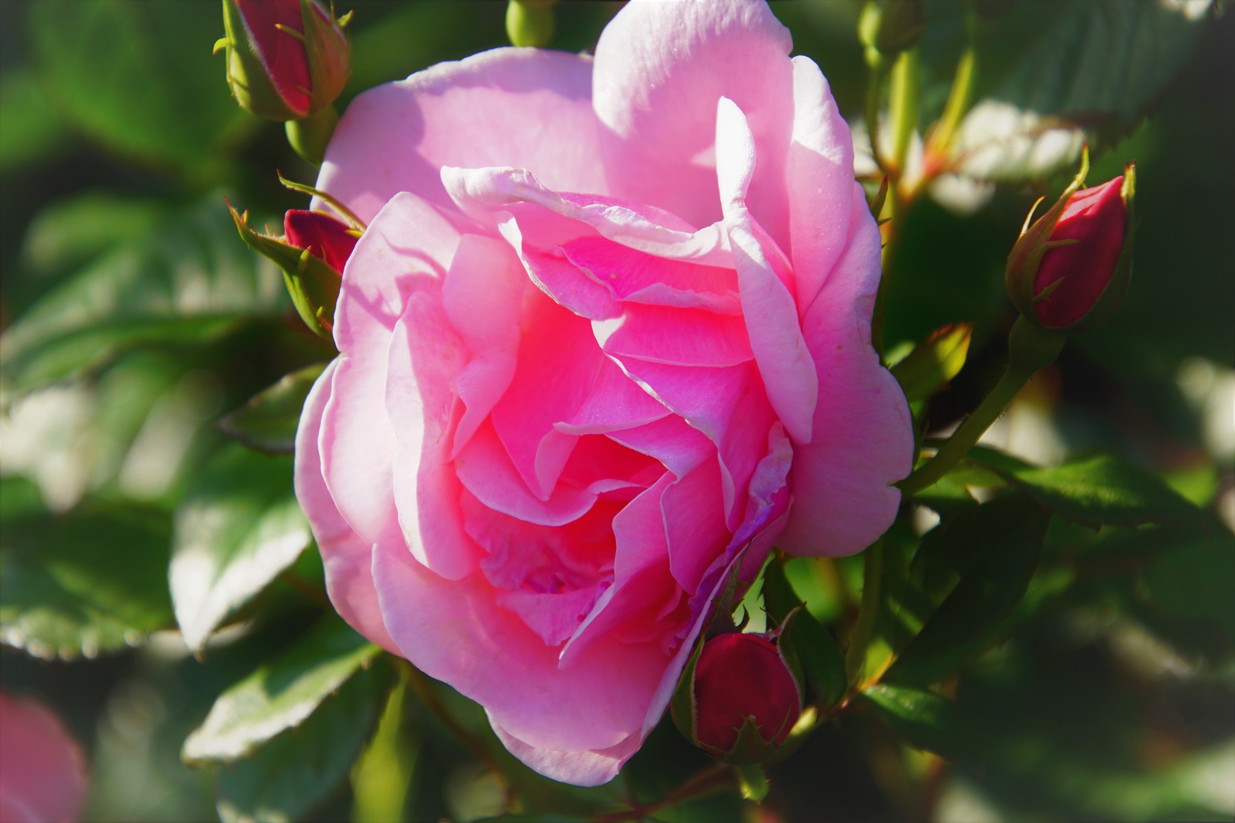 5月26日の誕生花 薔薇 ピンク 三趣味楽