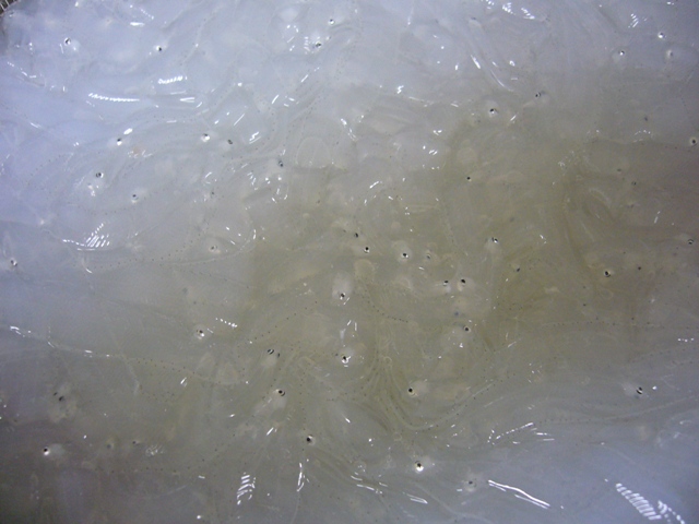 のれそれ レプトケパルス 若女将の四季折々日記