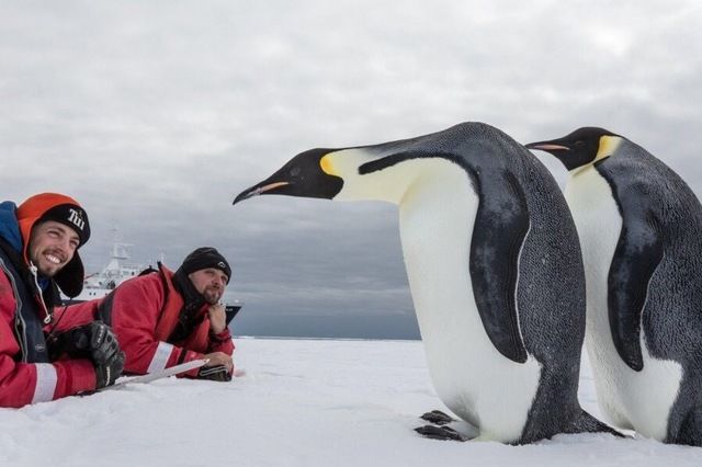 ペンギン お でっかい友達やんけ ペンギン お でっかい友達やんけ