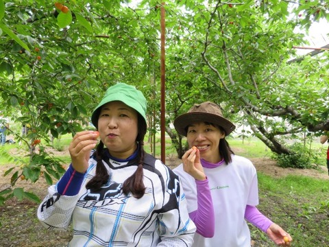 16cherry_041
