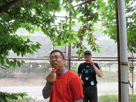 16cherry_038