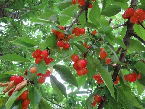 16cherry_039