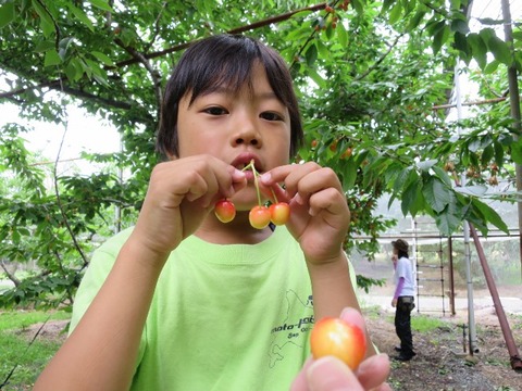 16cherry_043