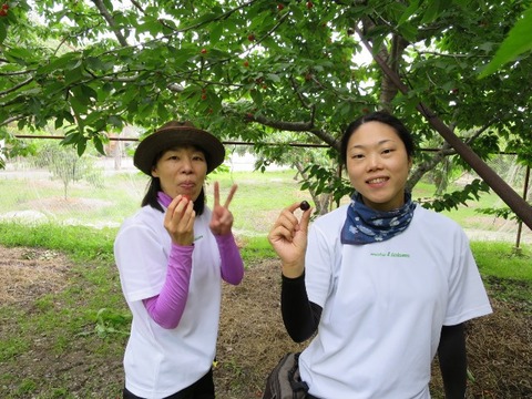 16cherry_036