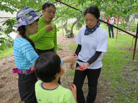 16cherry_048