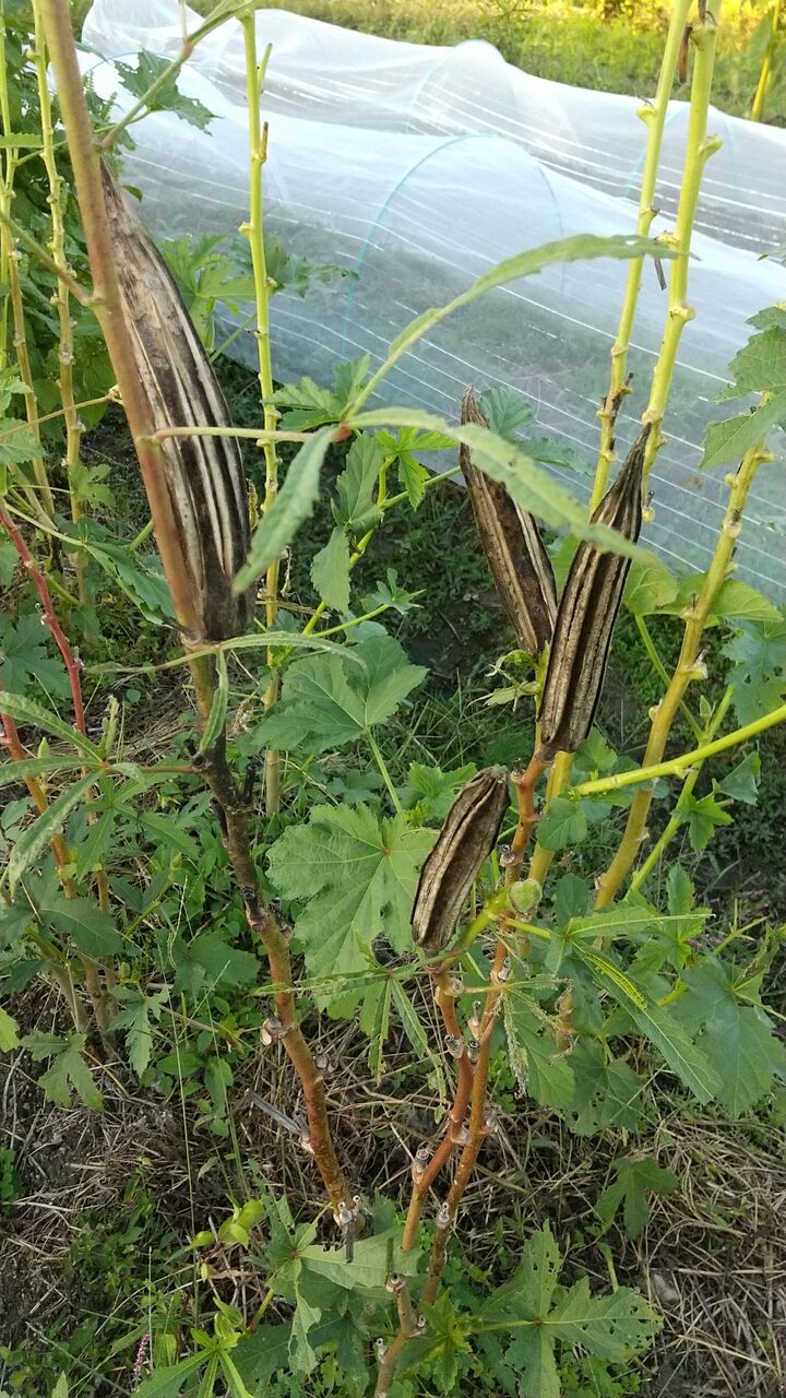 ナス種取り レタス植付 ジャガイモ土寄せ オクラ種取り 農ある暮らし 有機循環農法