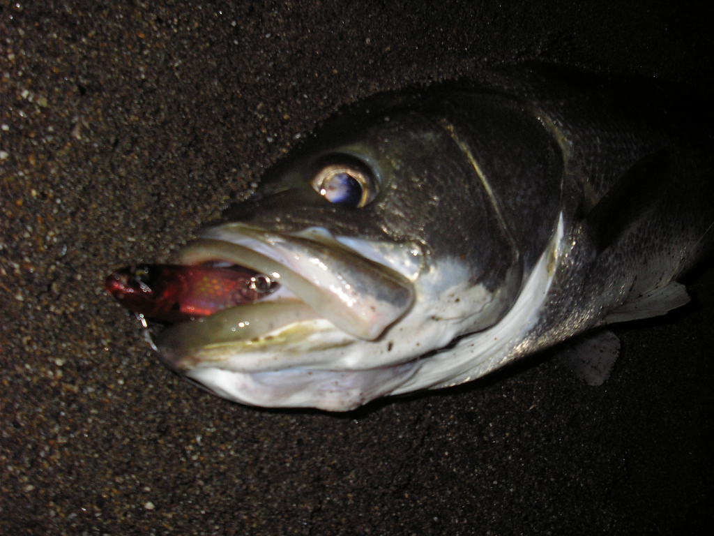 2012 釣れても釣れなくても楽しめる釣りを。ミモコン2008 2012 釣れても釣れなくても楽しめる釣りを。ミモコン2008