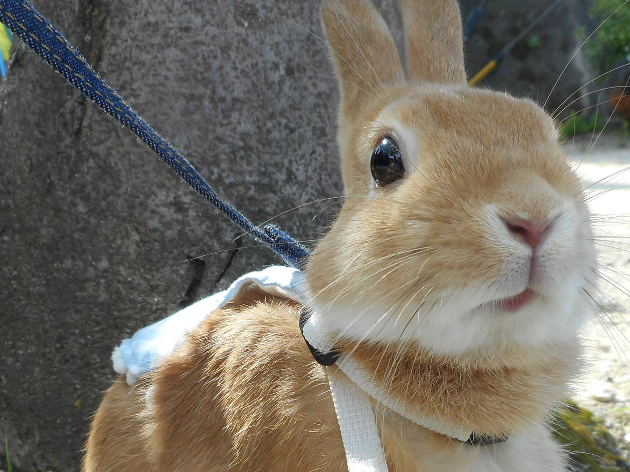 うさんぽタイム うさぎdiary うさんぽタイム うさぎdiary