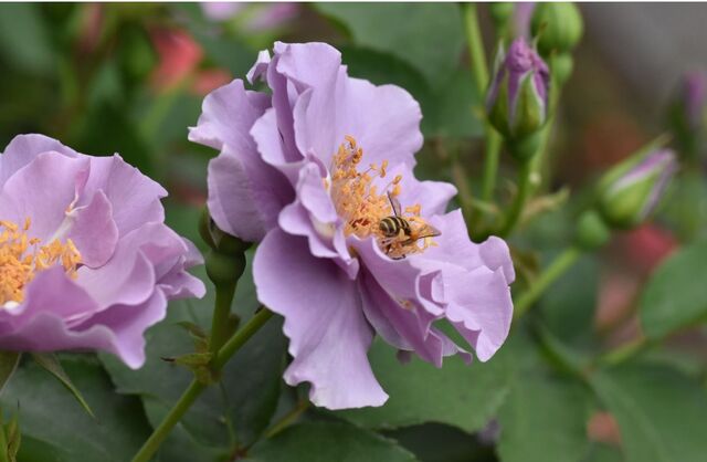 栃木花センターの薔薇 南校３８期生交流ブログ