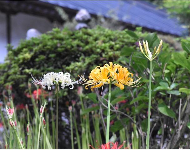 常楽寺の彼岸花 南校38期生交流ブログ 常楽寺の彼岸花 南校38期生交流ブログ