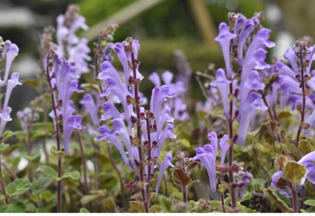 雑草の花 南校38期生交流ブログ 雑草の花 南校38期生交流ブログ