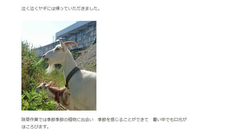 ヤギ