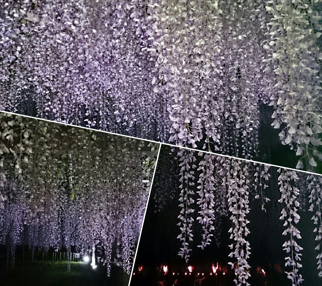 加須市騎西藤祭り 夜の部 キックdeダイエット 加須市騎西藤祭り 夜の部 キックdeダイエット