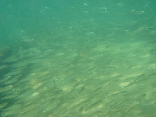 魚4