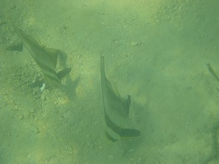 魚1