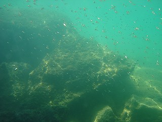 魚3