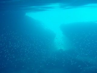 魚2