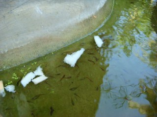 魚に朝食