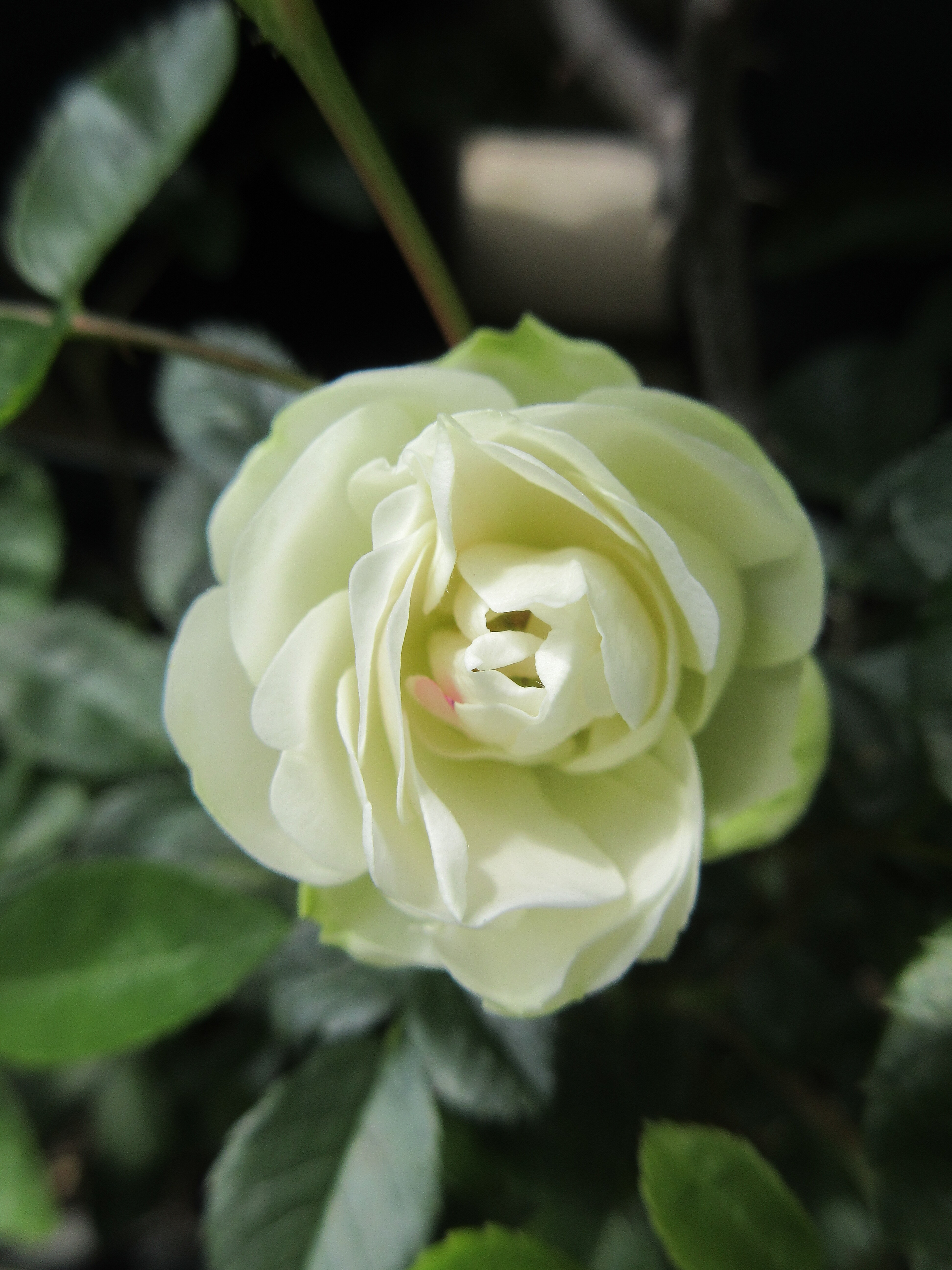 切り花のバラの開花 ガクが割れて 綺麗に咲いているお花とこれから咲くお花 薔薇の香りに誘われて