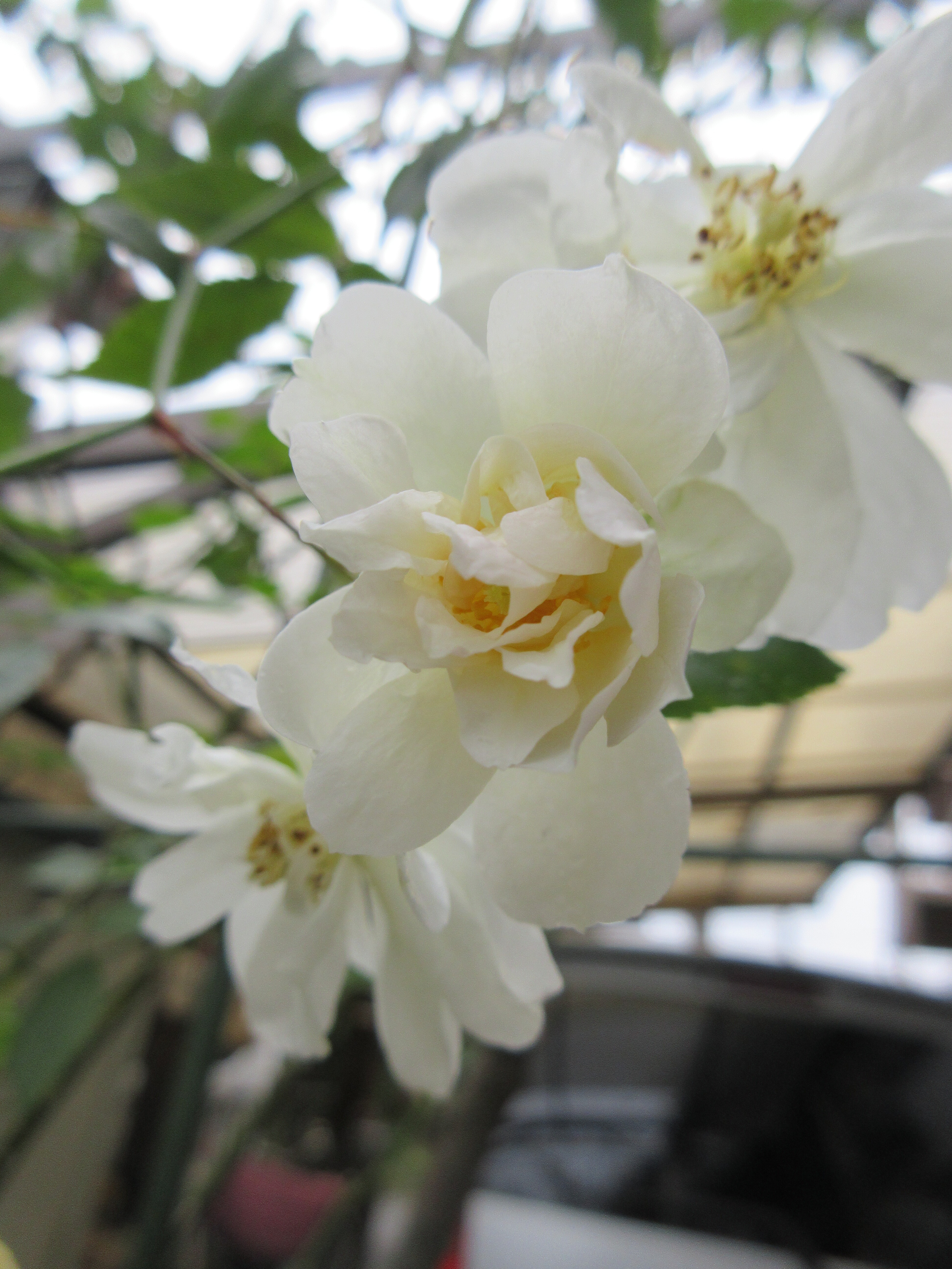 スノーグース 蕾たち バラの1年を振り返って オールドローズ No 3 アントワーヌ デュシェ 薔薇の香りに誘われて スノーグース 蕾たち バラの1年を振り返って オールドローズ No 3 アントワーヌ デュシェ 薔薇の香りに誘われて
