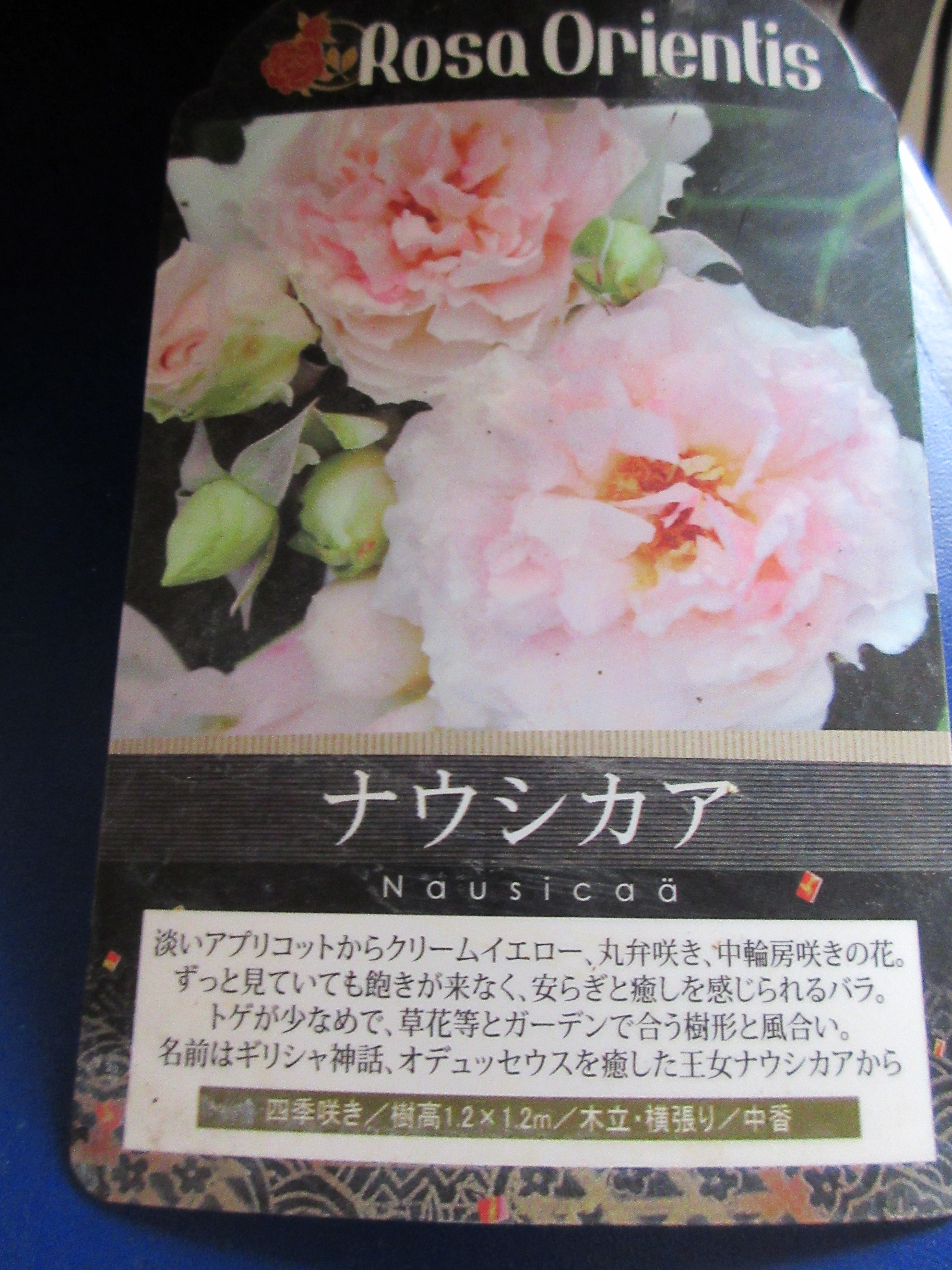 花友さんがバラ苗をプレゼントしてくれました 薔薇の香りに誘われて 花友さんがバラ苗をプレゼントしてくれました 薔薇の香りに誘われて