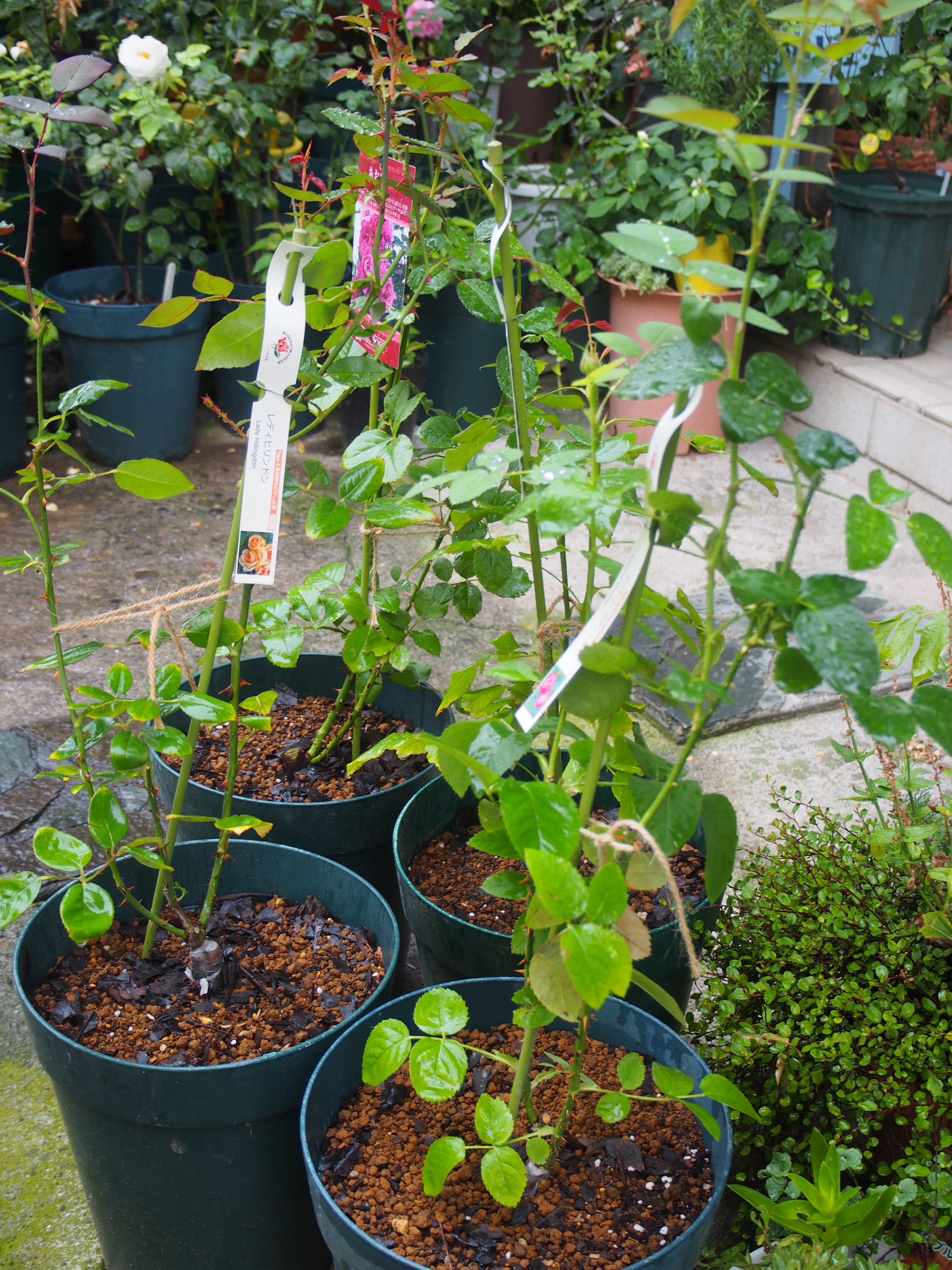 お迎えしたバラ苗を植え替え 古土を使ってみる 夏野菜が元気です 薔薇の香りに誘われて お迎えしたバラ苗を植え替え 古土を使ってみる 夏野菜が元気です 薔薇の香りに誘われて