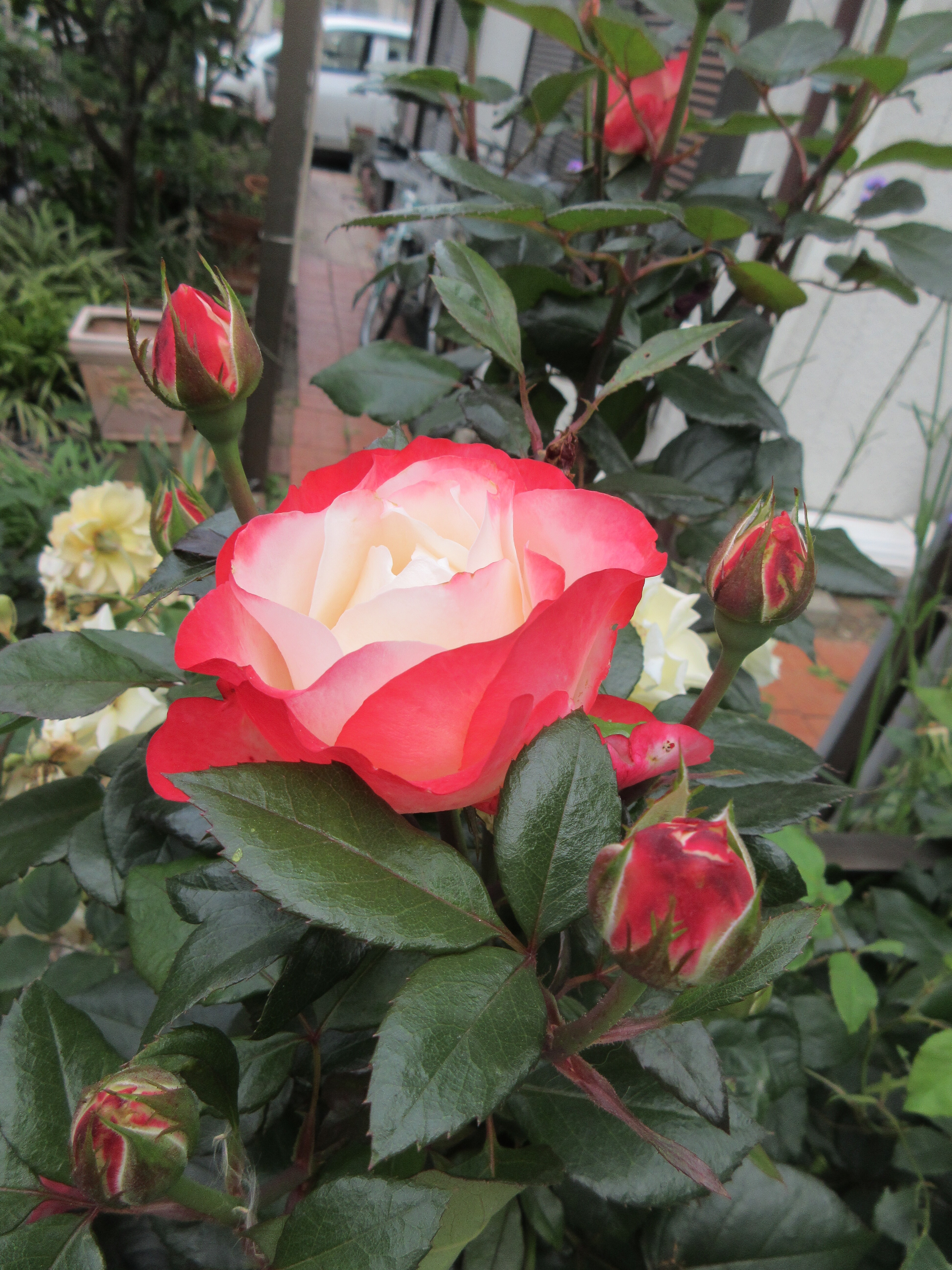 今日の開花はロソマーネ ジャノン 次々と咲くバラ 薔薇の香りに誘われて 今日の開花はロソマーネ ジャノン 次々と咲くバラ 薔薇の香りに誘われて