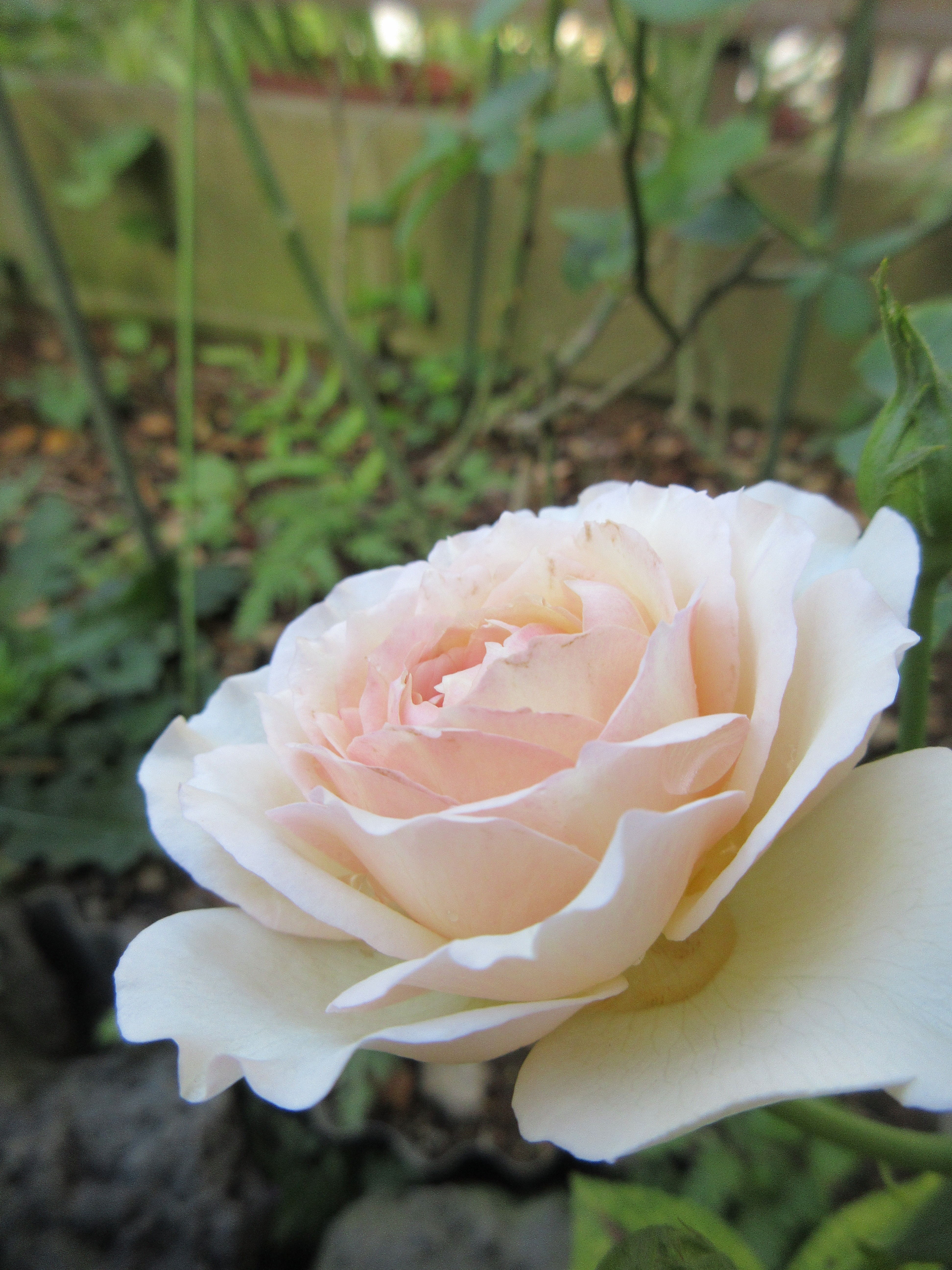 玄関わきの花壇ではシュクレとダフネ お庭のほうではピンクキャット 薔薇の香りに誘われて