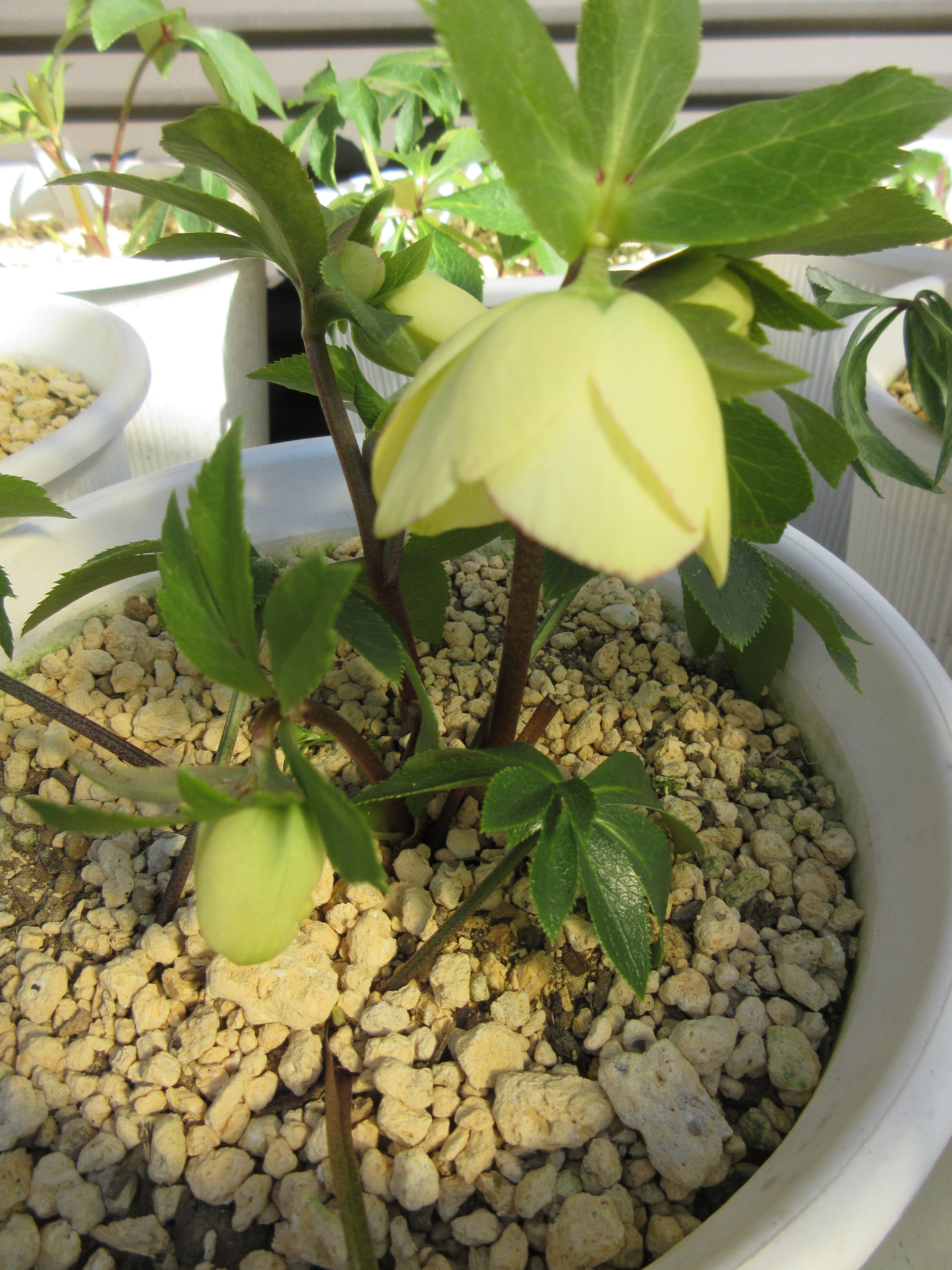 クリスマスローズ バラの芽吹き 神社属性サーチ 薔薇の香りに誘われて