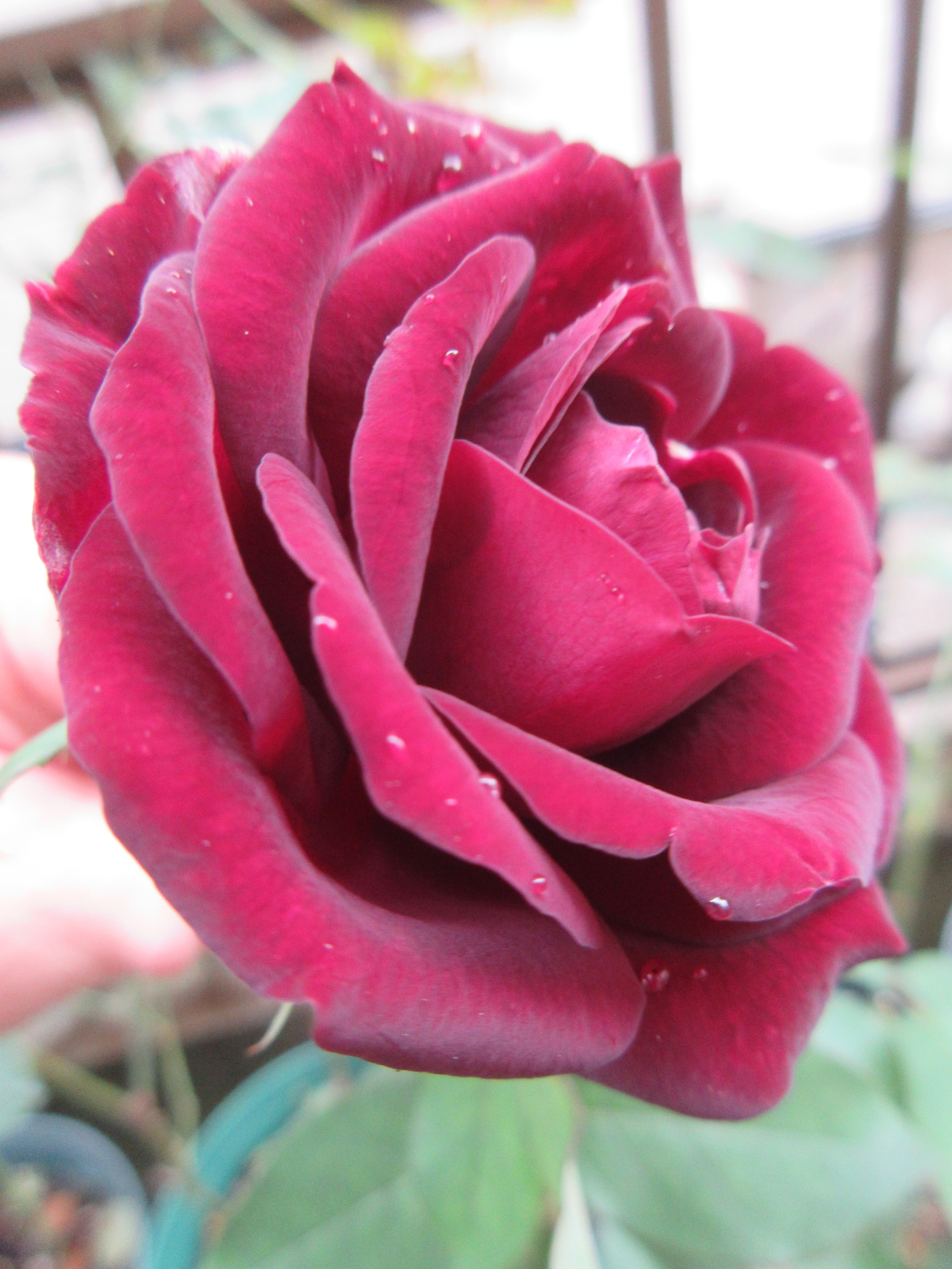 オールドローズ3品種 咲き始めたバラ 薔薇の香りに誘われて オールドローズ3品種 咲き始めたバラ 薔薇の香りに誘われて