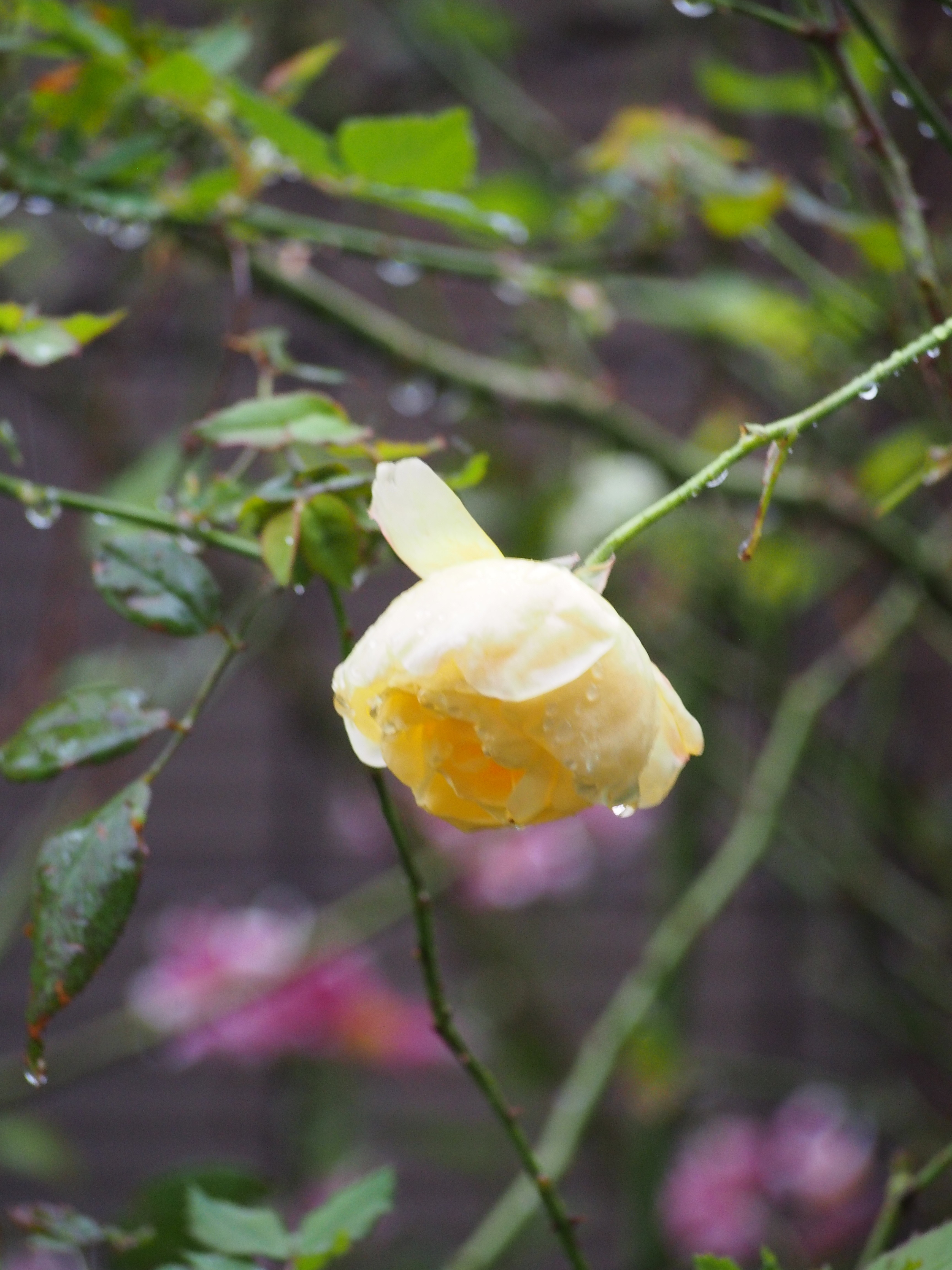 雨で首を垂れるバラたち 亀山湖での紅葉狩りクルージング 薔薇の香りに誘われて