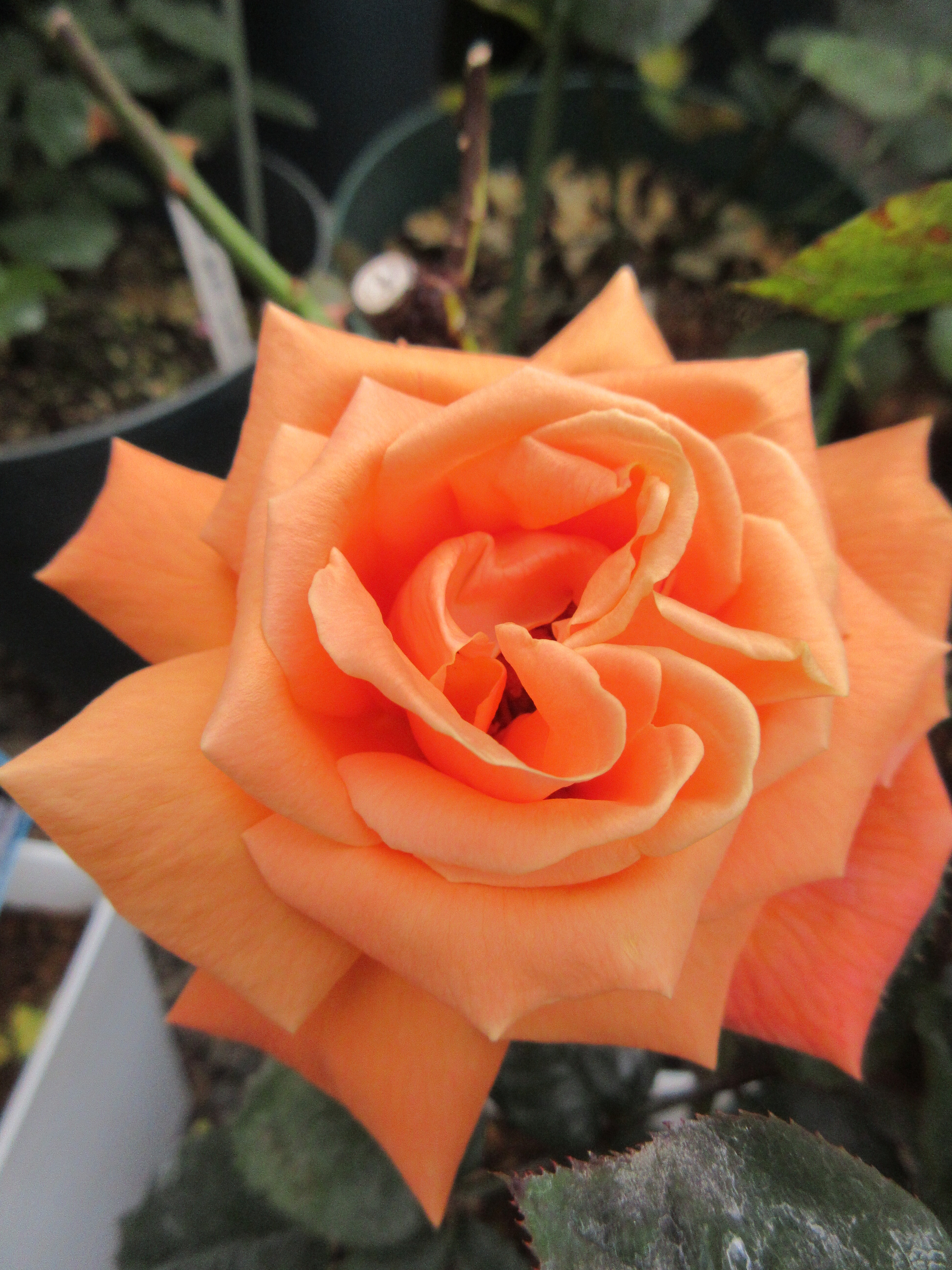 いいコラボをするバラ 今日開花したのはヘンリー ハドソン 薔薇の香りに誘われて いいコラボをするバラ 今日開花したのはヘンリー ハドソン 薔薇の香りに誘われて