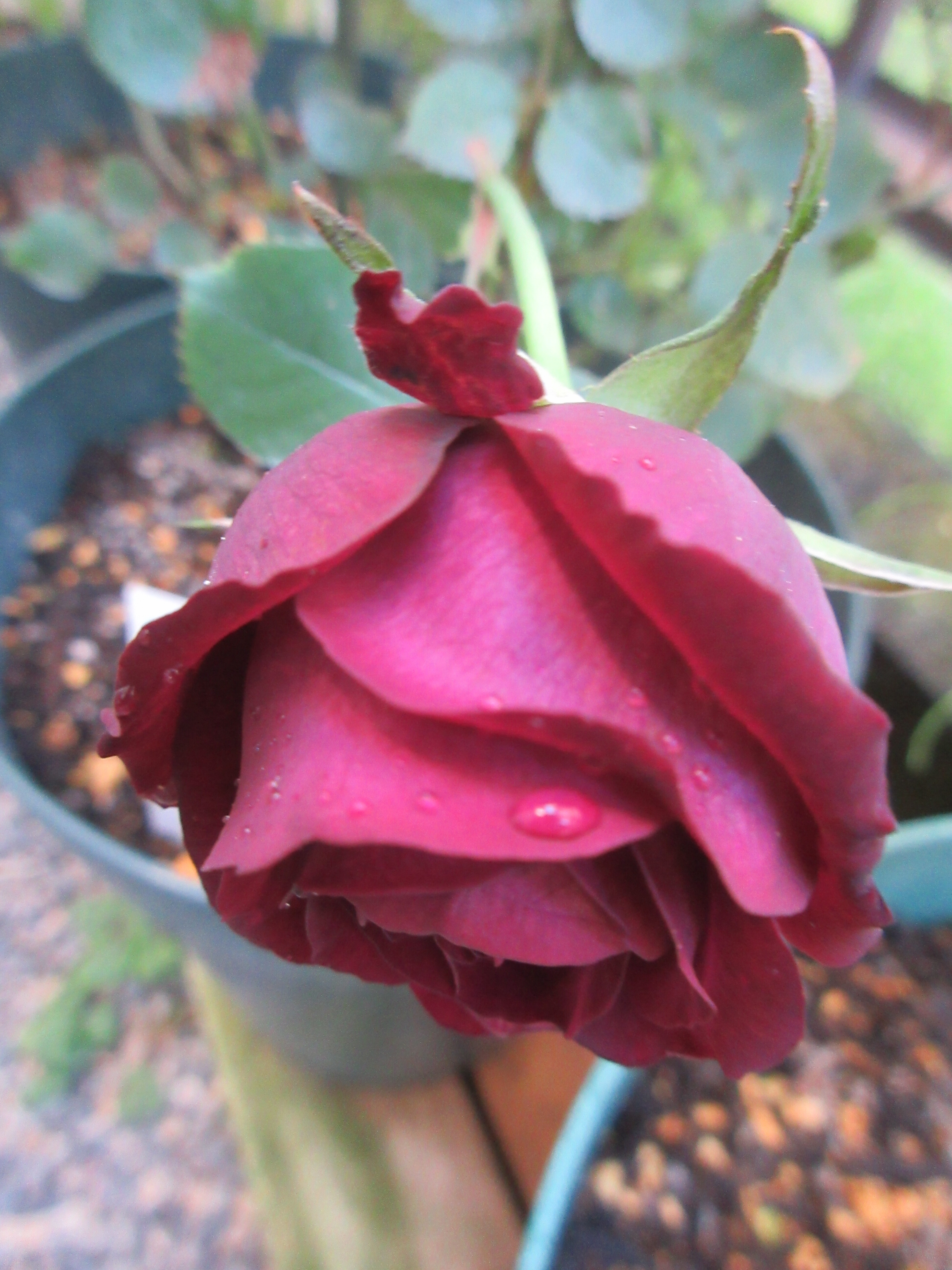 開花2番目のバラ ルイ14世 バラの蕾 ガクがわれて 薔薇の香りに誘われて 開花2番目のバラ ルイ14世 バラの蕾 ガクがわれて 薔薇の香りに誘われて