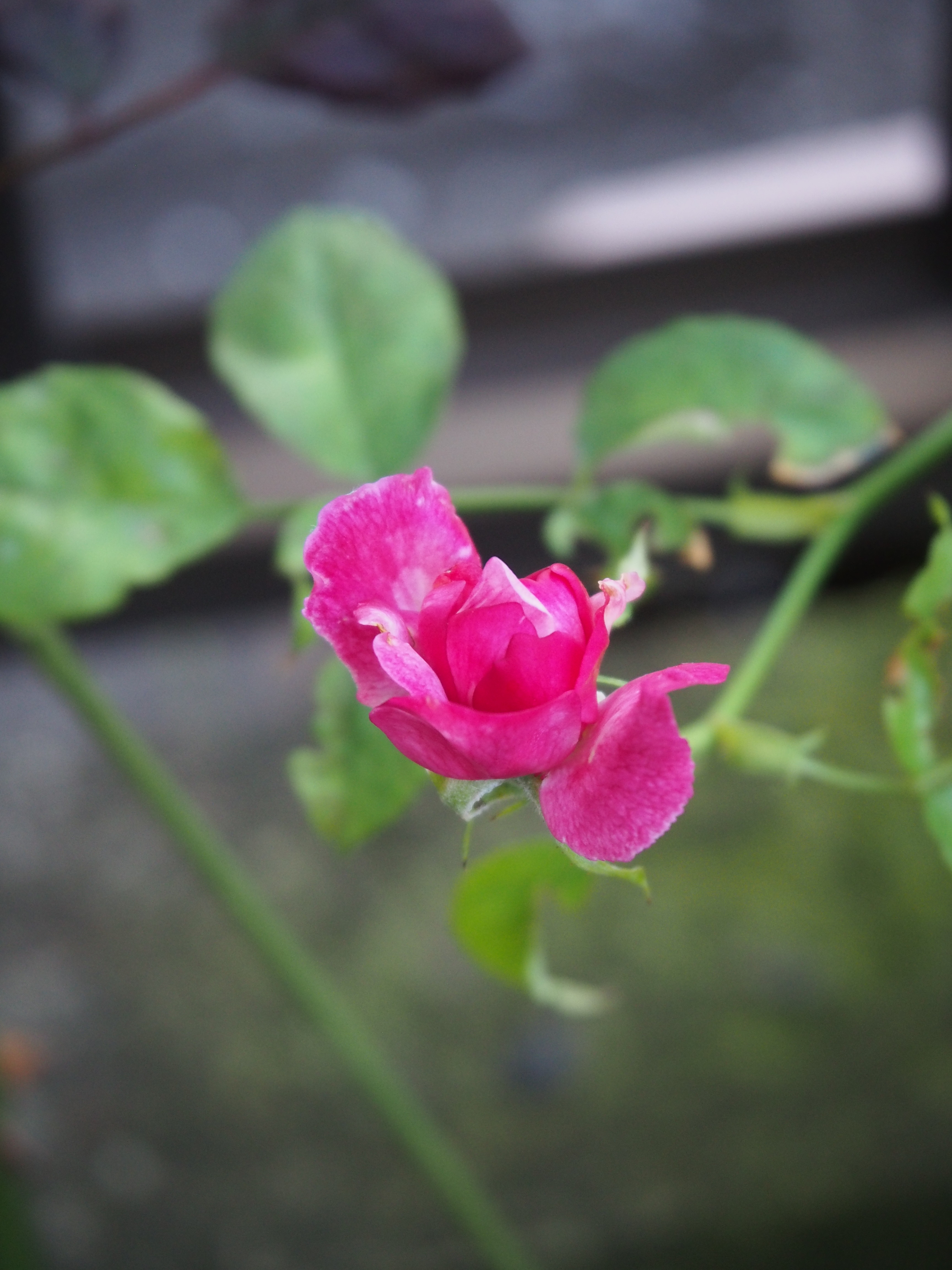 もうすぐ開花です バラ物語 ルイ14世 薔薇の香りに誘われて