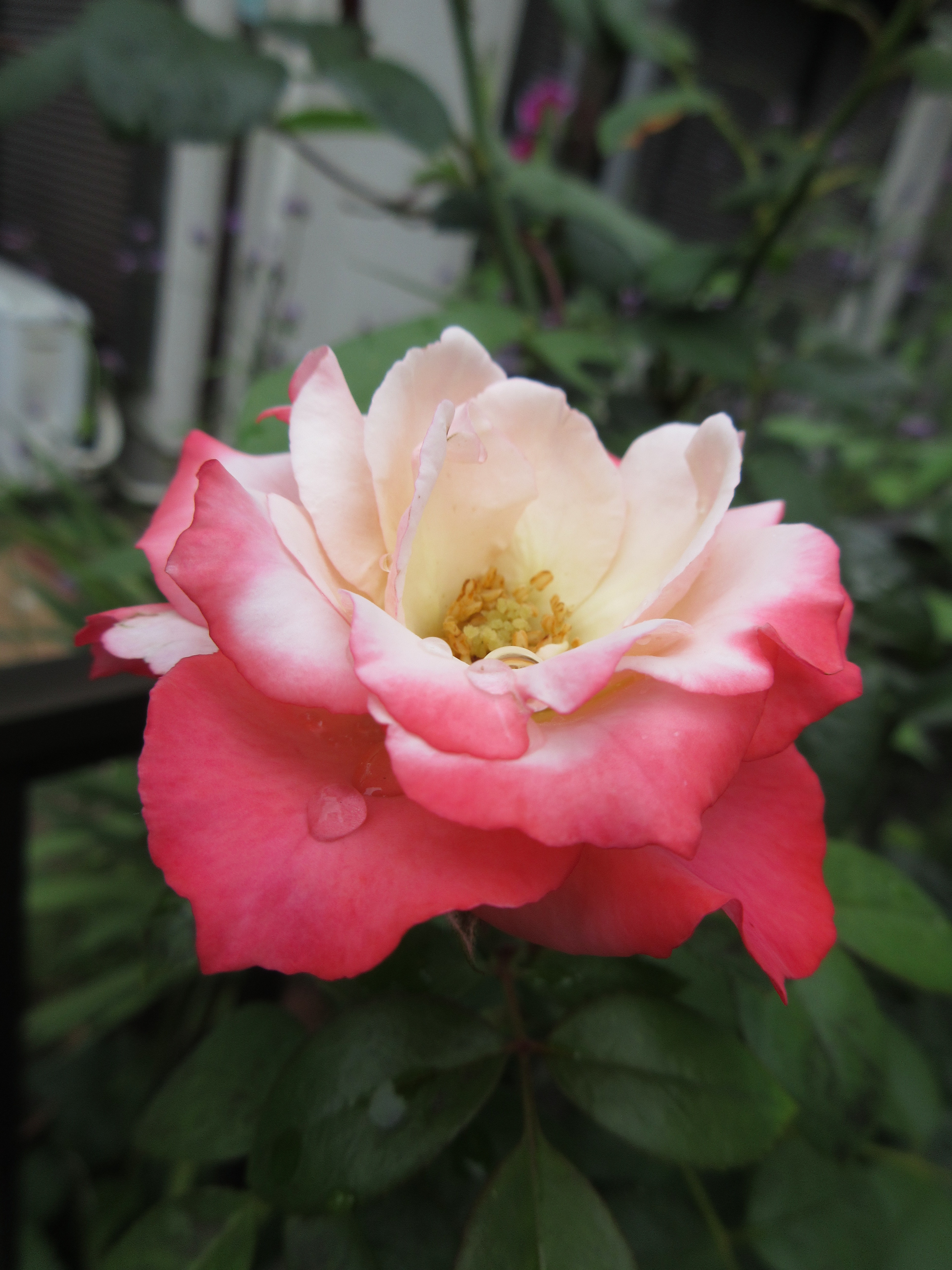 小ぶりな開花 ノスタルジー 初めて咲いたルリマツリ 薔薇の香りに誘われて