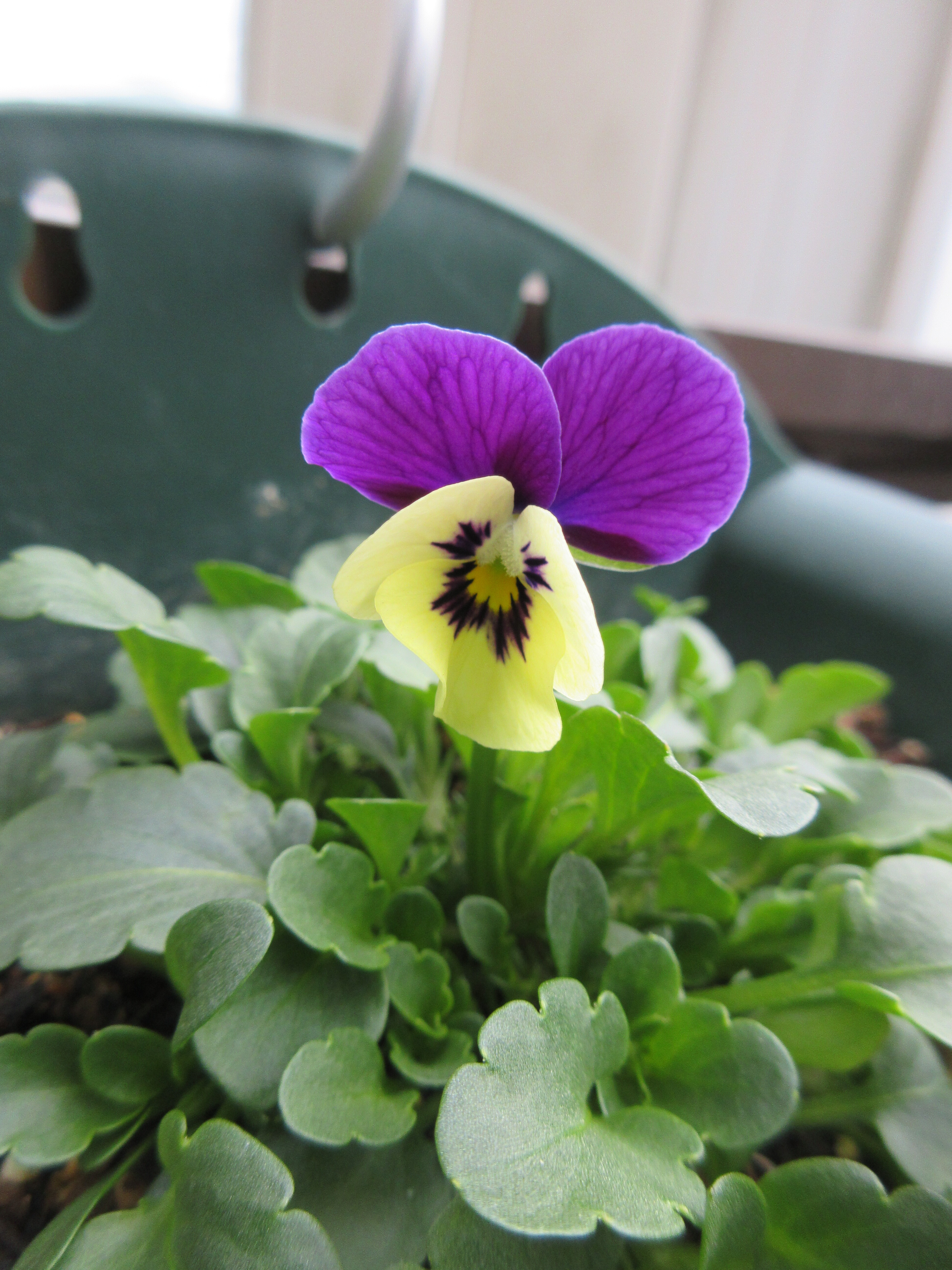 種まきビオラ バラの1年を振り返って No 70 ジュリア 今日の一句 薔薇の香りに誘われて 種まきビオラ バラの1年を振り返って No 70 ジュリア 今日の一句 薔薇の香りに誘われて