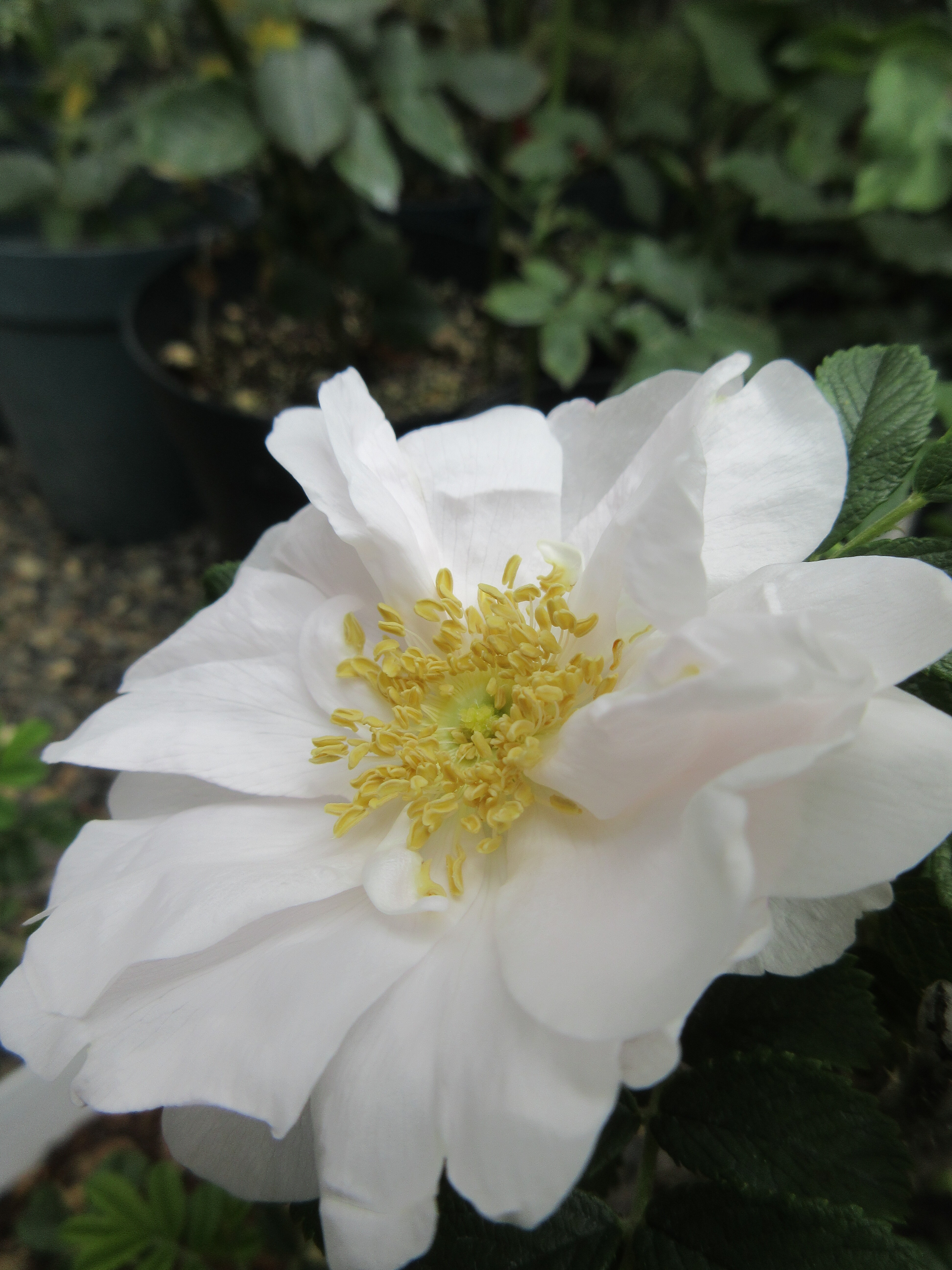 いいコラボをするバラ 今日開花したのはヘンリー ハドソン 薔薇の香りに誘われて いいコラボをするバラ 今日開花したのはヘンリー ハドソン 薔薇の香りに誘われて