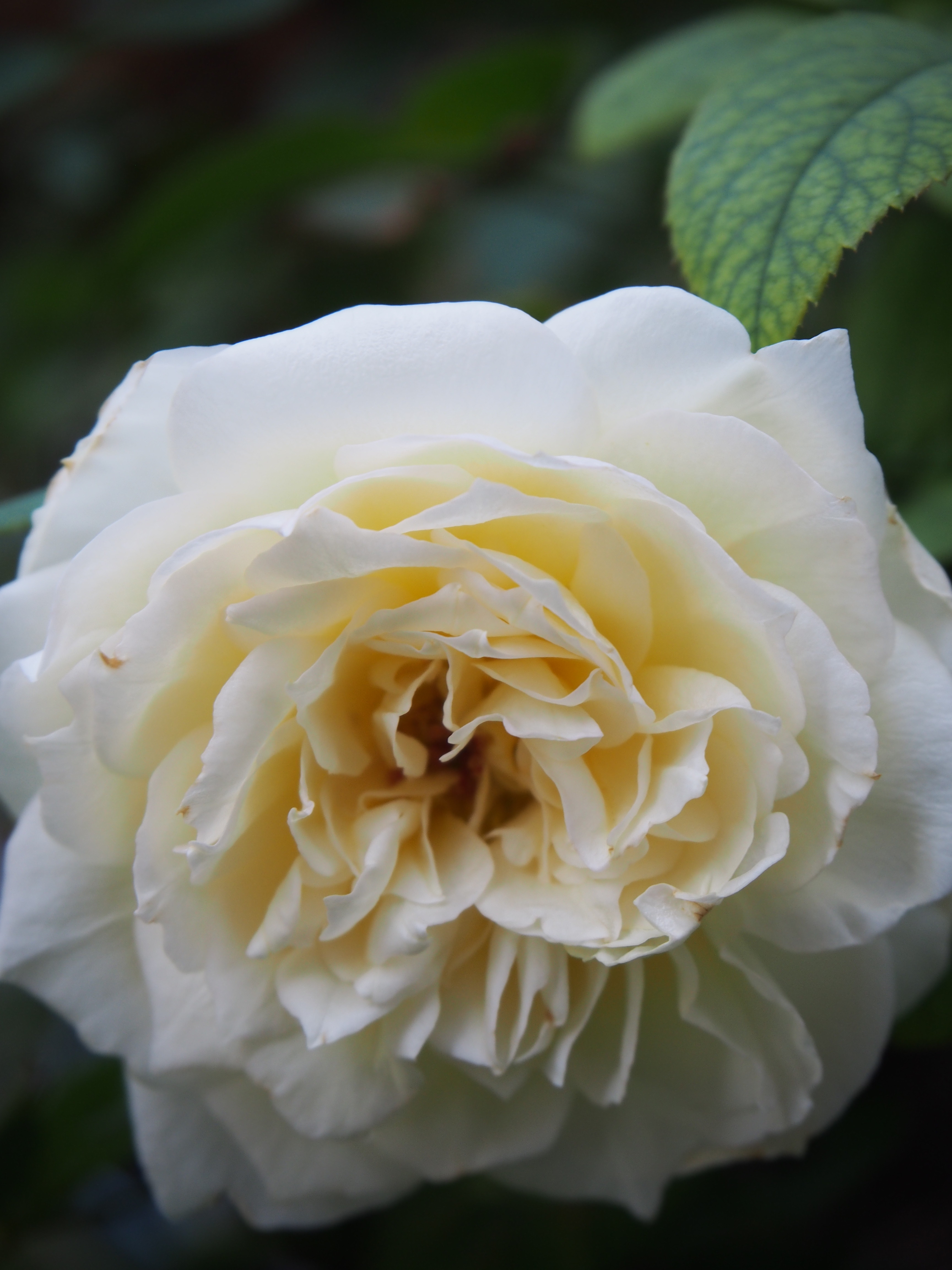 綺麗なお姿のボレロ 元気なつるバラのシュート 薔薇の香りに誘われて