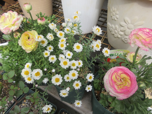 春を感じて バラの芽吹き 玄関前の花壇のバラ オールドローズの挿し木 薔薇の香りに誘われて