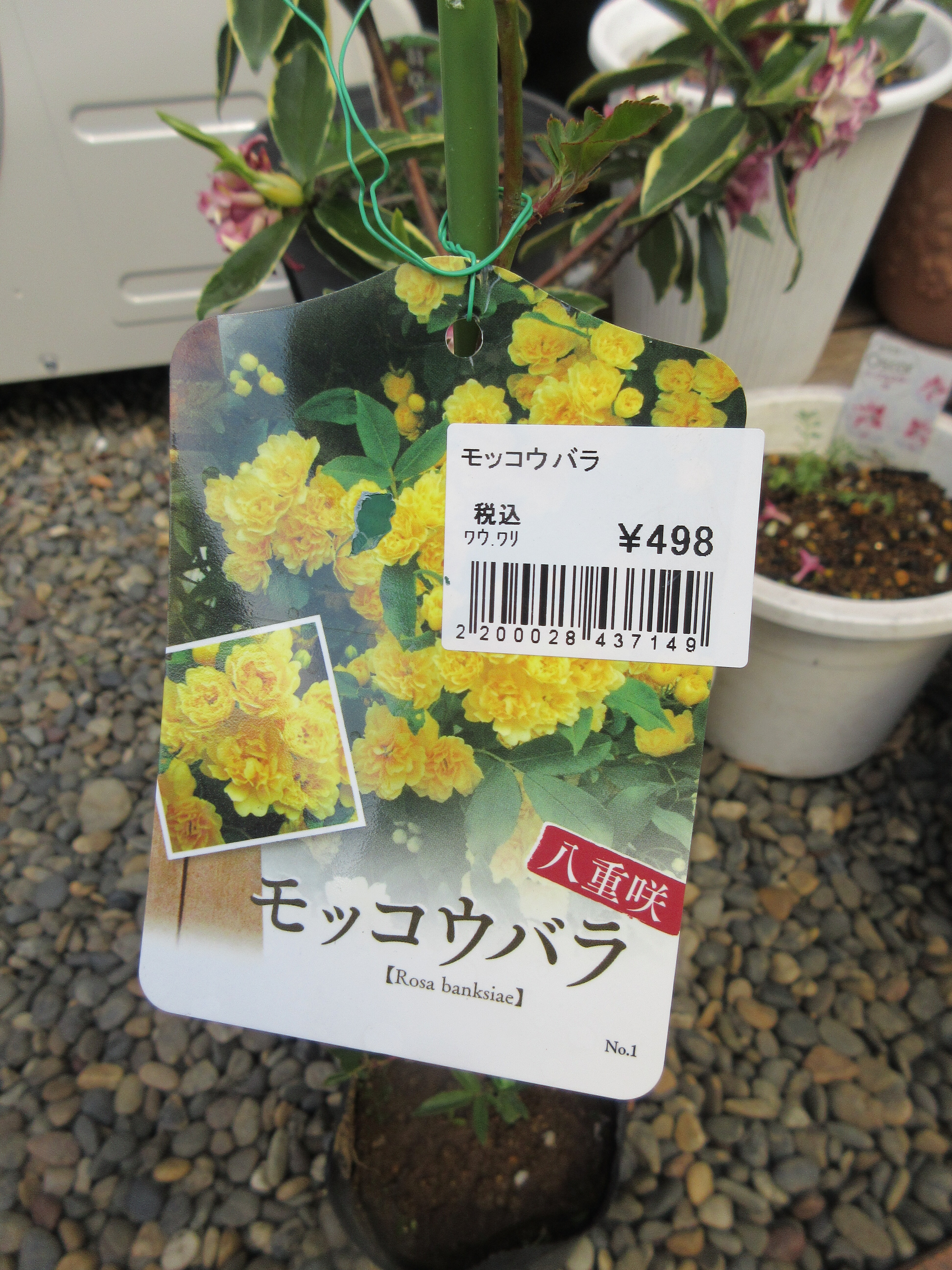 リベンジで黄モッコウバラをお迎え バラの芽吹き 鉢植えのイングリッシュローズ 色々あった１２年 今日の一句 薔薇の香りに誘われて