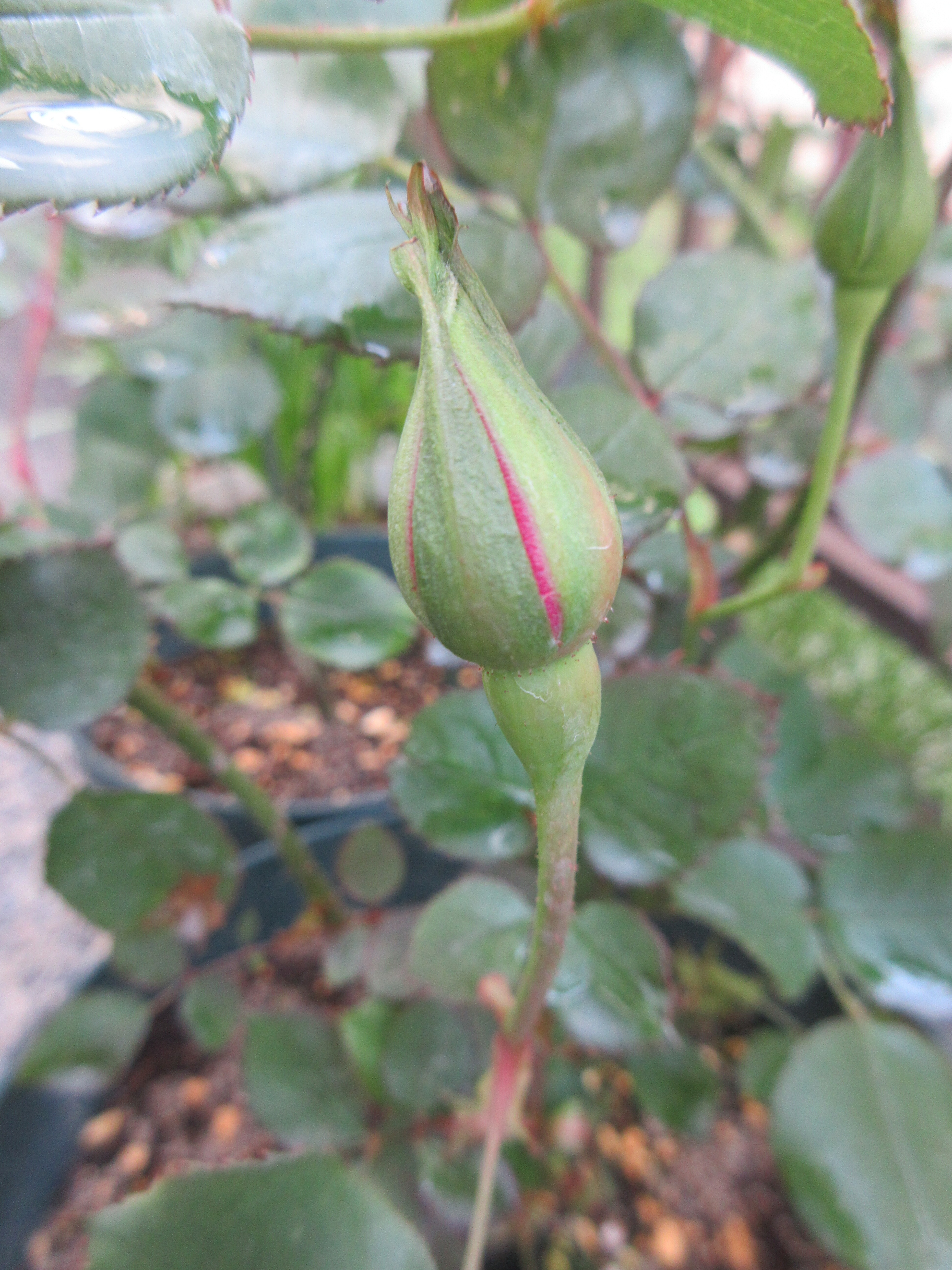 早朝の月に バラの1年を振り返って オールドローズ No 28 ルイ14世 No 29 粉粧楼 薔薇の香りに誘われて 早朝の月に バラの1年を振り返って オールドローズ No 28 ルイ14世 No 29 粉粧楼 薔薇の香りに誘われて