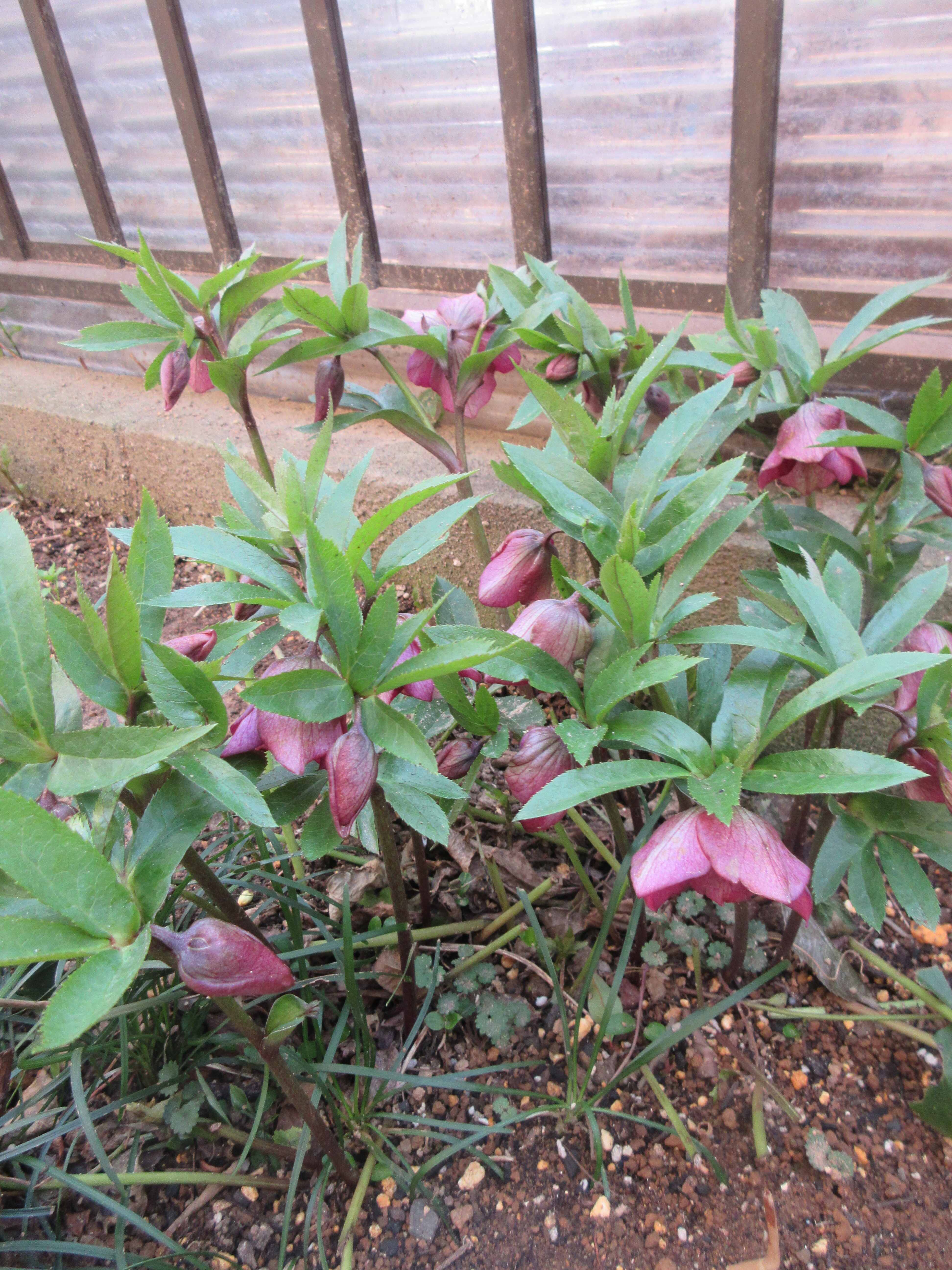 昔々のクリスマスローズ バラの芽吹き 春のお庭の様子 挿し木差し上げます 薔薇の香りに誘われて 昔々のクリスマスローズ バラの芽吹き 春のお庭の様子 挿し木差し上げます 薔薇の香りに誘われて