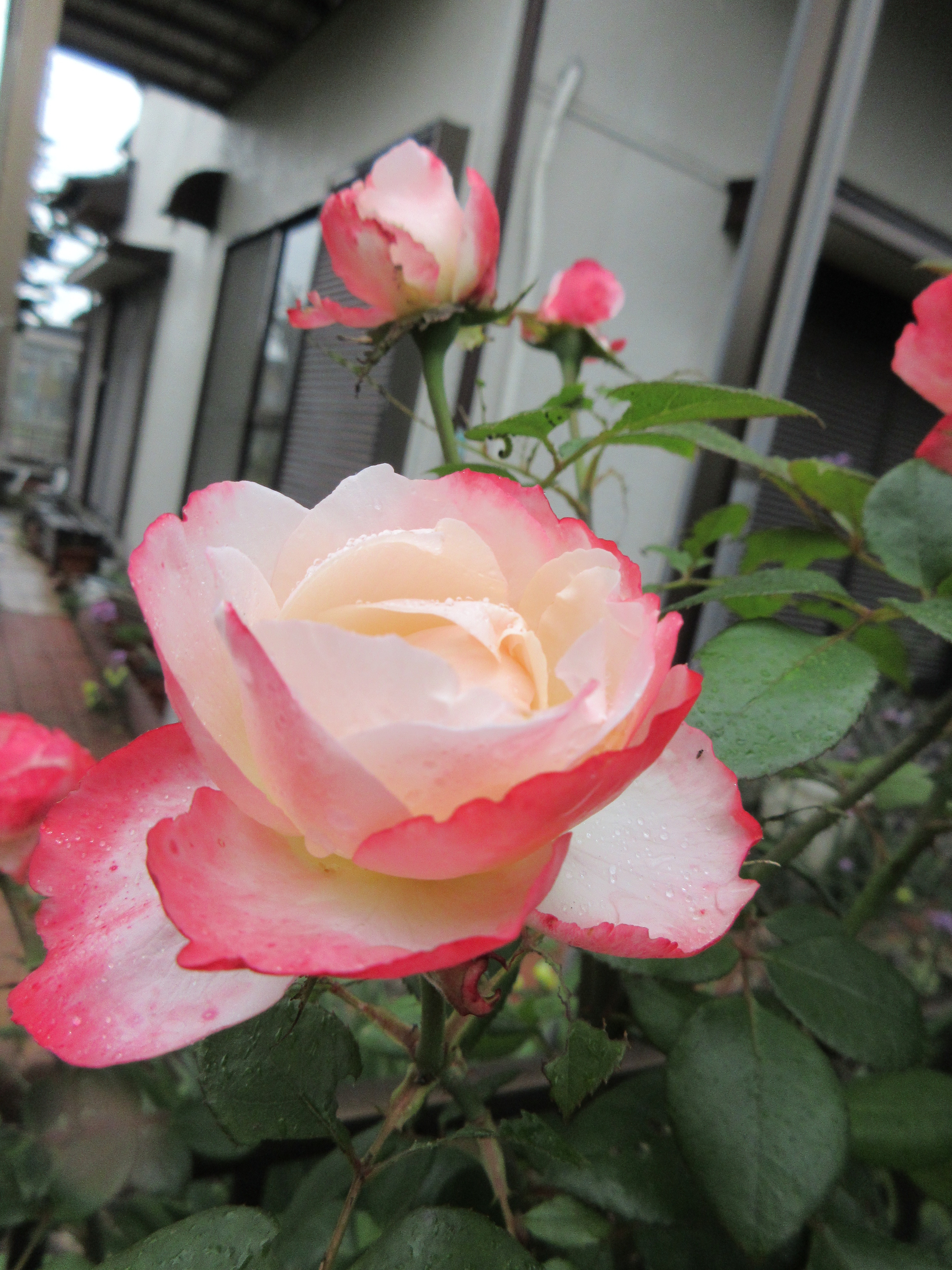 疲れたので簡単に 前半に咲いたバラ No 30 ノスタルジー 薔薇の香りに誘われて