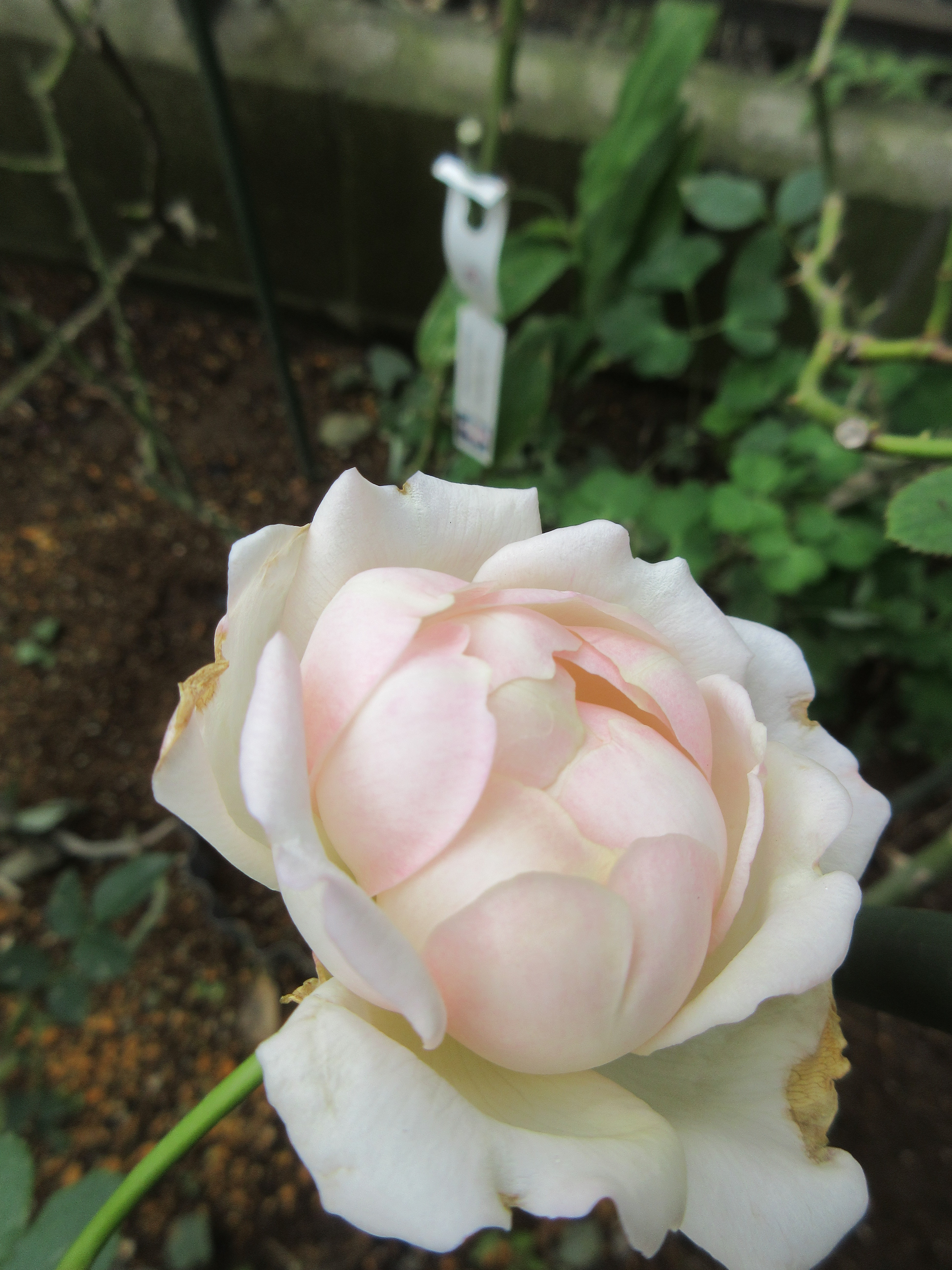 よく咲くシュクレ 楽しみな蕾たち 種まき後の様子 薔薇の香りに誘われて よく咲くシュクレ 楽しみな蕾たち 種まき後の様子 薔薇の香りに誘われて
