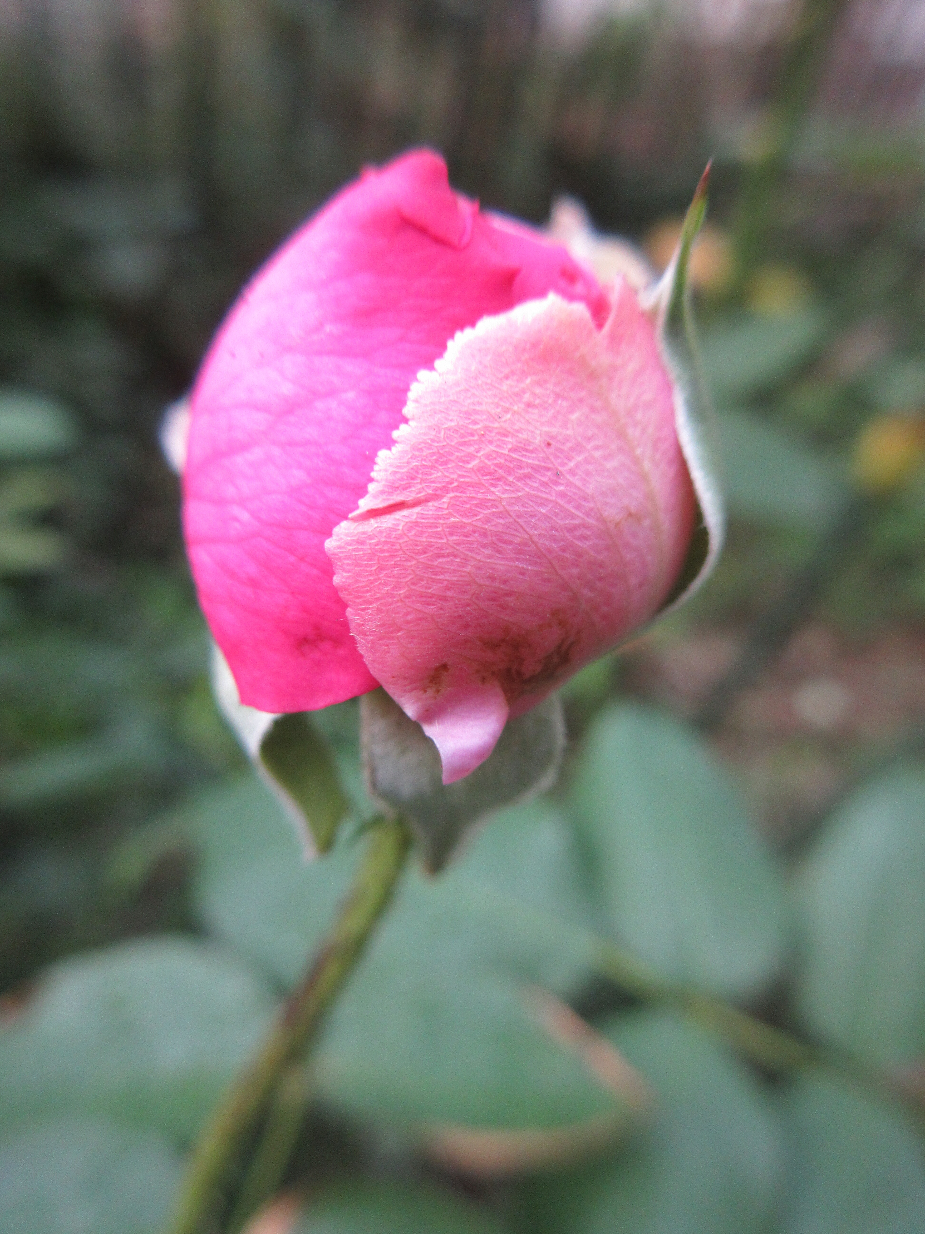 ペッシュ ボンボンと八女津姫の開花 これから咲くバラたち 薔薇の香りに誘われて ペッシュ ボンボンと八女津姫の開花 これから咲くバラたち 薔薇の香りに誘われて